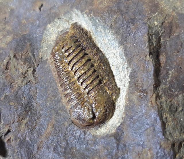 Acastoides poschmanni BASSE & MLLER 2016 - Bild © FossNet FossilienStore